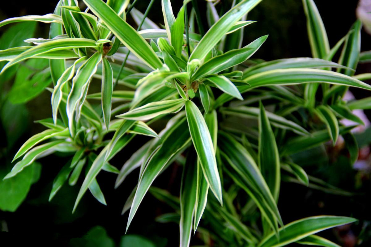 室內(nèi)甲醛超標(biāo)怎么辦，甲醛治理的方法有哪些