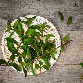 植物可以去甲醛嗎?甲醛治理原理是什么 植物可以去甲醛嗎?甲醛治理原理是什么