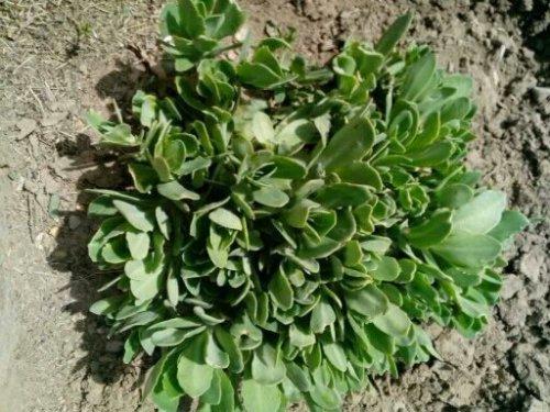 哪些植物可以除甲醛，本事***呢？