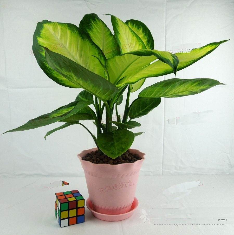 哪些植物可以除甲醛，本事***呢？