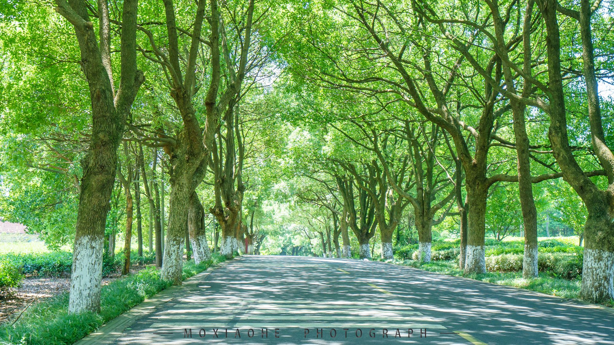 #助力高考# 保存好你的高考準考證，創綠家送您安“醛”一夏！