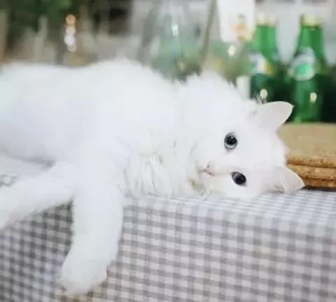 21天3000元重裝出租屋 除甲醛莫忘記！