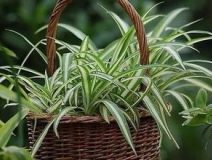 綠色植物大作戰(zhàn)，顏值最高的凈化空氣方法