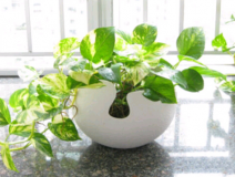 除甲醛,刻不容緩,專(zhuān)家教你如何除甲醛最有效