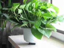 4個信號說明家里要除甲醛了，你發現了嗎