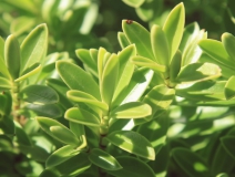 用這五個辦法進行去除房間甲醛，入住后，絕不后悔！