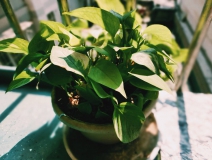 植物能治理甲醛嗎?科學(xué)使用植物很重要