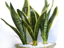 如何選擇專業(yè)的除甲醛公司?