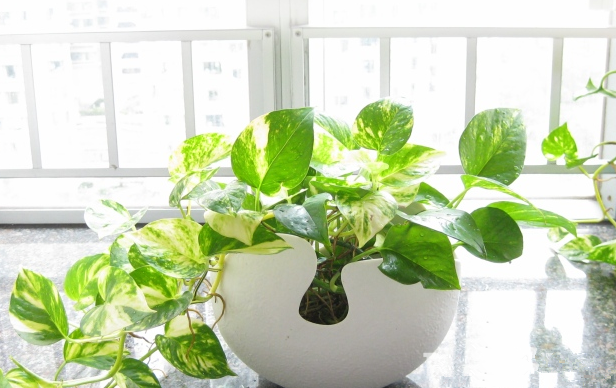 別大意！七大除甲醛“誤區”，信了你反而會生??！通風、綠植、活性炭、熏蒸……你中招了嗎？